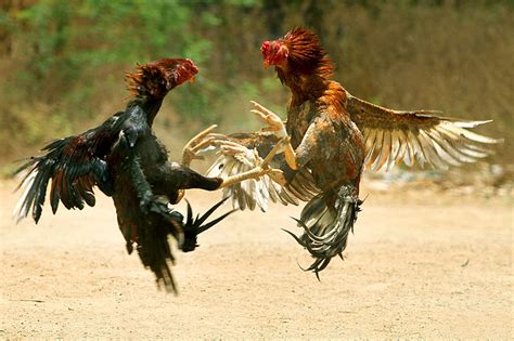 'asian cock fight' Search .